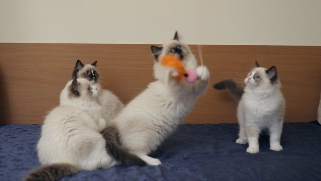Viena populiariausių kačių veislių pasaulyje: kokios jos?
