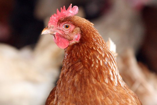 Nyderlanduose dėl paukščių gripo sunaikinta 190 tūkst. vištų