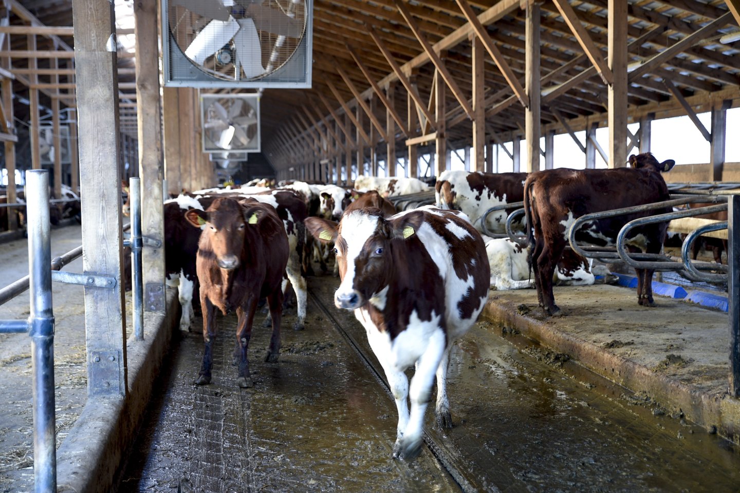 Modernios karvių fermos statybai reikia maždaug 2 mln. eurų inveticijų.<br> V.Ščiavinsko nuotr. 