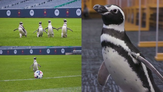 Šypseną keliantys vaizdai: keturi pingvinai šturmavo populiarųjį stadioną