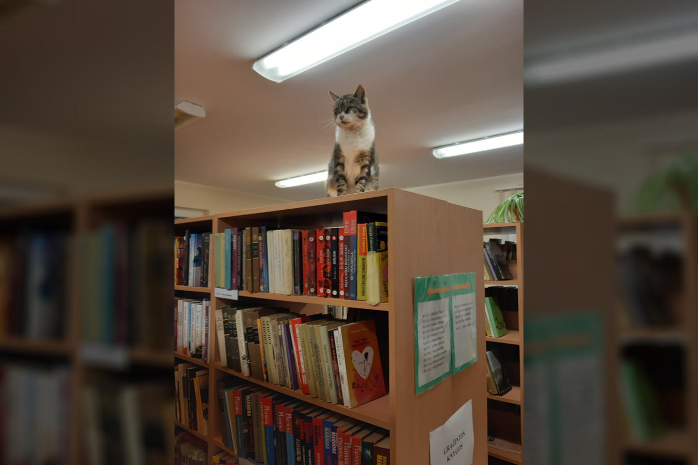  Kazokiškių biblioteką jau beveik treti metai pastoviai lanko katinas Rainis.<br> Elektrėnų savivaldybės viešoji biblioteka nuotr.