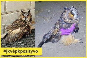 Geraširdžiai žmonės Kėdainių rajone išgelbėjo automobilio numuštą mažąjį apuoką