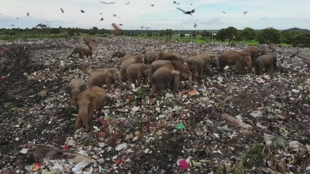 Vaizdai spaudžia širdį: drambliai maisto ieško sąvartynuose – dalis privalgę atliekų ir nugaišta