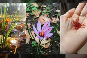 Kėdainiuose – pirmasis brangiausio pasaulyje prieskonio derlius