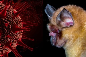 Šikšnosparniuose aptiktas naujas koronavirusas