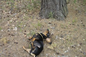 Šiaulių r. į bėdą pakliuvusį taksiuką gelbėjo ugniagesiai: nepasidavė geruoju