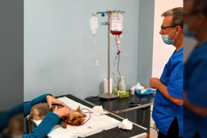 Šilutėje žiauriai susidoroja su gyvūnais – patiria nepakeliamas kančias