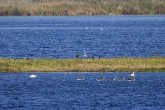 Ilgametis Žuvinto rezervato vadovas A. Pranaitis atsisako pareigų, dirbs ekologu