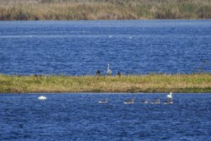 Ilgametis Žuvinto rezervato vadovas A. Pranaitis atsisako pareigų, dirbs ekologu