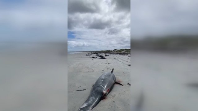 Kraupūs vaizdai iš Naujosios Zelandijos: paplūdimį nusėjo dešimtys negyvų banginių 