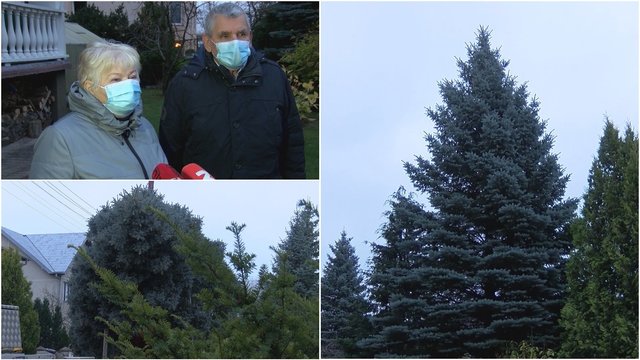 Klaipėdiečiai dovanojo miestui Kalėdų eglę: kieme augo tris dešimtmečius ir išrinkta pačia gražiausia 