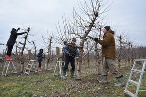 Paieškų išvarginti sodininkai stveriasi už galvos – net už tris minimumus lietuviai dirbti nenori