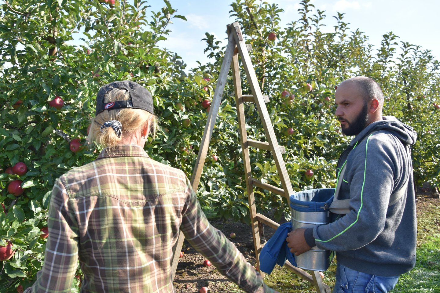 Kiekvieną rudenį šalies sodininkams vis sunkiau rasti obuolių skynėjų, todėl tenka jų kviestis ir iš užsienio.<br>A.Srėbalienės nuotr.