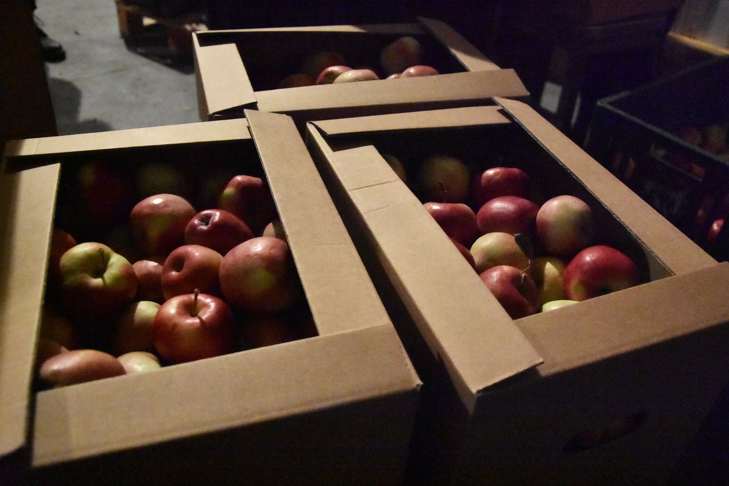 Šiųmečio derliaus obuolioai jau sandėliuose.<br>A.Srėbalienės nuotr.