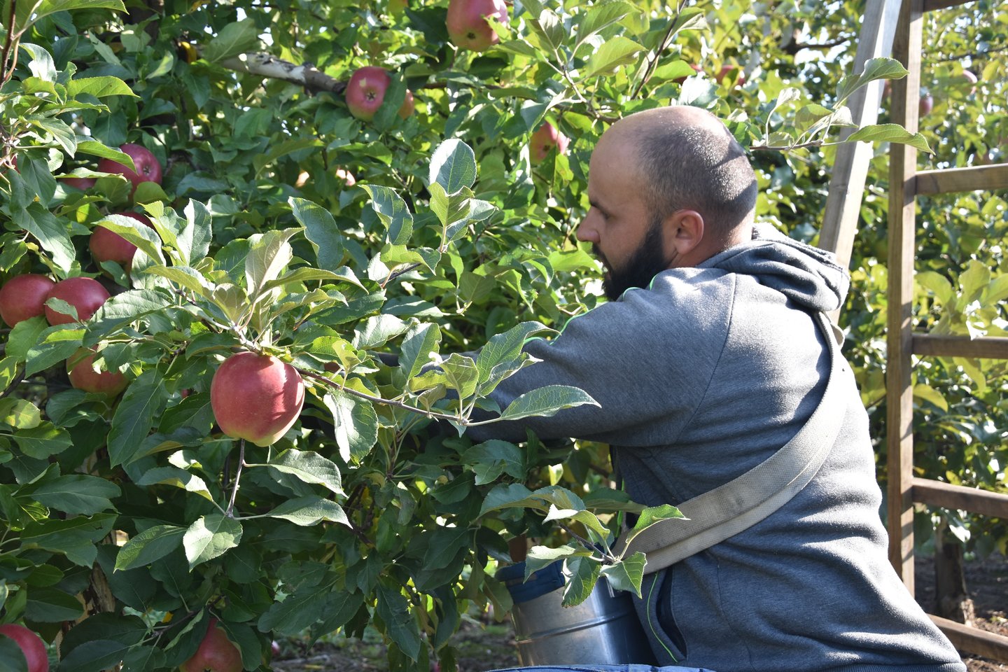 Kiekvieną rudenį šalies sodininkams vis sunkiau rasti obuolių skynėjų, todėl tenka jų kviestis ir iš užsienio.<br>A.Srėbalienės nuotr.