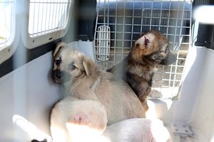 Didelio atgarsio sulaukę tyrimai dėl nelegalių veisyklų – teisme: prašo skirti griežčiausią bausmę