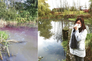 Burokėlių spalvos tvenkinys tapo Kauno r. esančio miestelio įžymybe ir gėda