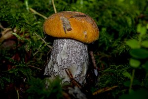 Nesibaigiantis grybavimo sezonas: ką dabar miške galima rinkti ir valgyti, o ko geriau neliesti