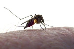 Pavojuje beveik pusė pasaulio gyventojų: finansavimo trūkumas, COVID-19 kelia grėsmę kovai su maliarija