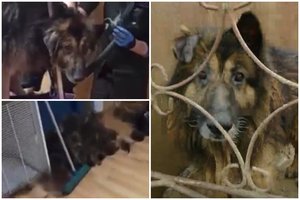 Dumble ir išmatose Panevėžyje puvusio šunelio pokyčiai: prieglaudoje aplankė netikėtas svečias