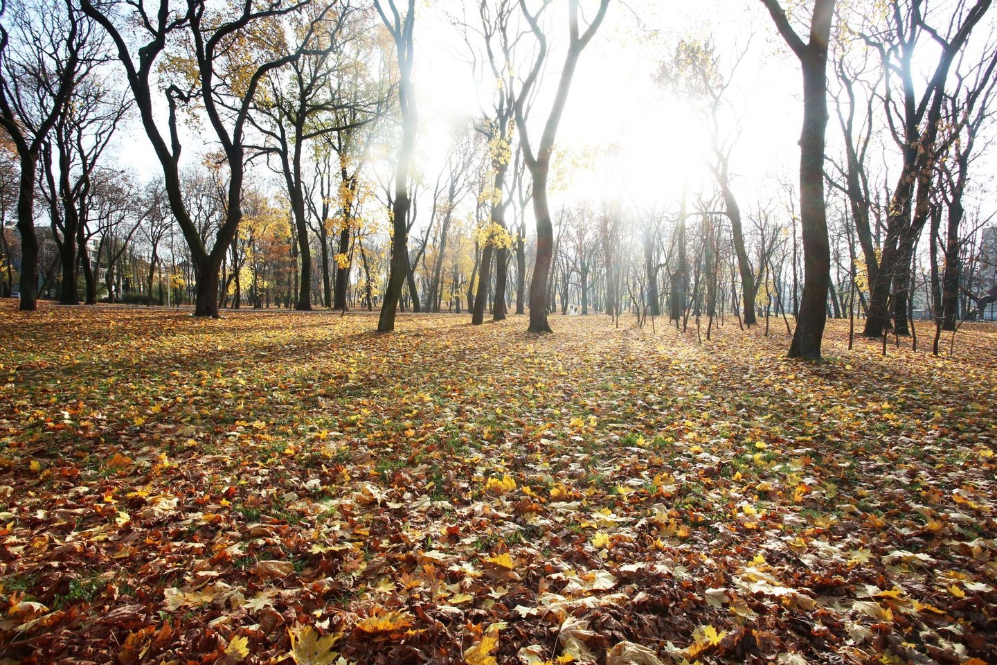 Šį rudenį lapų atvežama daugiau nei įprastai, tad specialistai svarsto, kad Kaune reikėtų bent dar vienos žaliųjų atliekų surinkimo aikštelės.<br>M.Patašiaus nuotr.