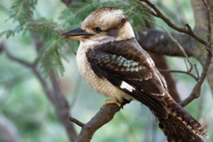 Šių paukščių elgesys primena siaubo filmą