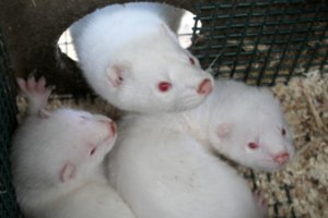 Jonavos rajone audinių ūkyje jau nugaišo 1,2 tūkst. žvėrelių, įvesta esktremalioji padėtis