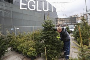 Lietuviai jau perka Kalėdų eglutes: prekeiviai pastebi pasikeitusią tendenciją – ieško vienos rūšies