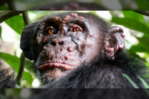 Pirmąkart pastebėta šimpanzė, serganti gąsdinančia žmogiška liga