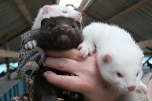 Jonavos rajono fermose koronavirusas pasiglemžė 2,5 tūkst. audinių – svarstoma dėl kompensacijų