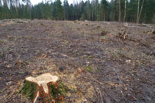 Kas greičiau sunaikins miškus – kenkėjai ar žmogus?