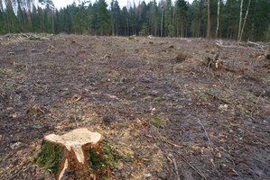 Kas greičiau sunaikins miškus – kenkėjai ar žmogus?