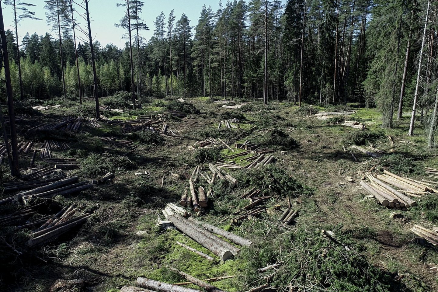 Kai visas pasaulis suka „žaliosios“ žiedinės ekonomikos linkme, miškų vaidmuo nepaprastai didėja, ypač klimato kaitos problemų kontekste.<br>V.Ščiavinsko nuotr.