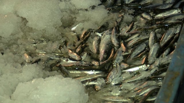 Ekspertai: šviežia žuvis gali išsilaikyti savaitę ar net ilgiau