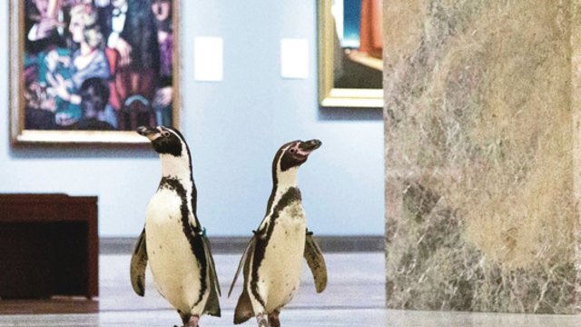 Žymioji pingvinų ketveriukė leidosi į dar vieną kelionę – apsilankė kino teatre