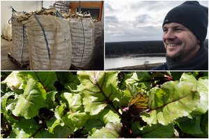 Lietuvių užaugintus burokėlius kerta ne tik latviai – pasiekia ir vokiečių stalą