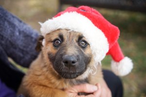 Vaikas iš Kalėdų Senelio laukia šuniuko? Nepirkite jo iš nelegalių veisėjų