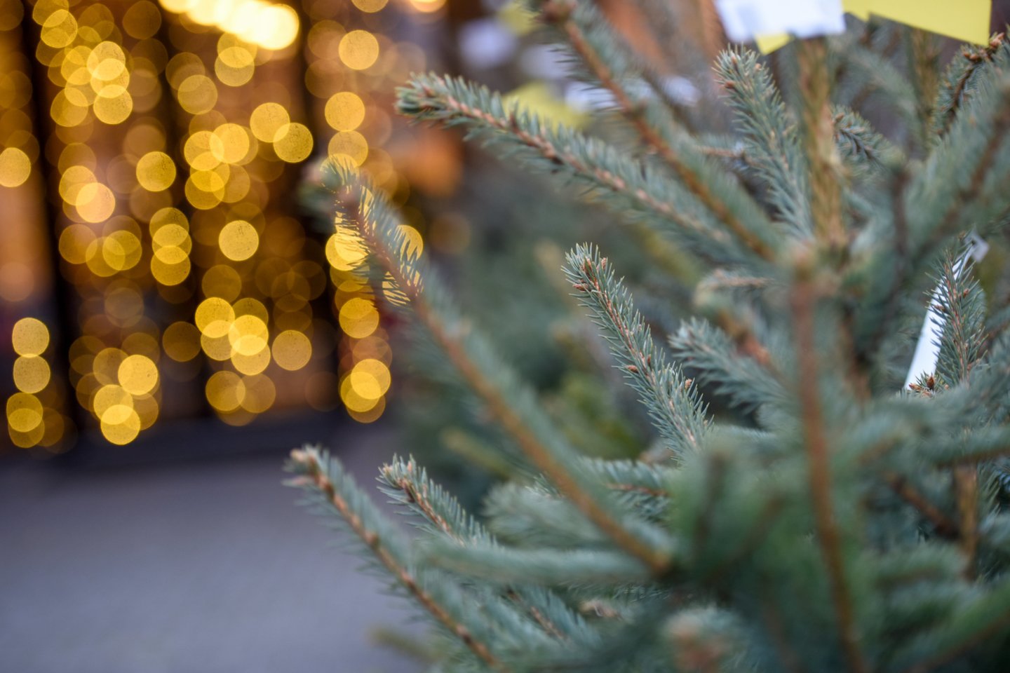 Prekybininkai pastebi, kad šįmet žmonės Kalėdoms ruošiasi gerokai iš anksto, todėl daugelio namuose jau suspindo Kalėdų žaliaskarės.<br>D.Umbraso nuotr.