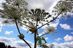 Sosnovskio barščiui naikinti – pusė milijono eurų