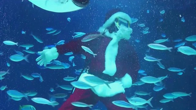 Kalėdų Senis nepamiršo ir akvariumo gyventojų – dovanas dalijo po vandeniu
