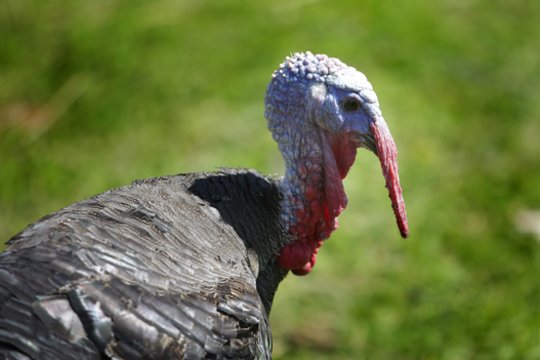 Lenkijoje nustatytas dar vienas didelis paukščių gripo protrūkis