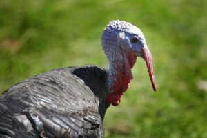 Lenkijoje nustatytas dar vienas didelis paukščių gripo protrūkis