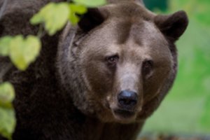 Prie Raseinių pastebėta meška keliauja Kėdainių link