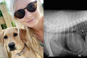 Labradorės smalsumas vos neprivedė prie nelaimės