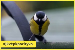 Mėgstantiems žiemą lesinti paukščius – specialisto patarimas: kaip teisingai tai daryti?