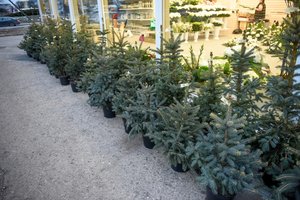 Vilnius kviečia gyvas šventines eglutes išsaugoti iki pavasario ir pasodinti Kalėdų mišką