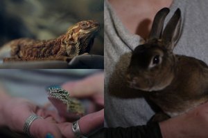 Ypatingos prieglaudos įkūrėja nelaukia tik dviejų rūšių gyvūnų