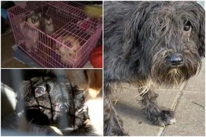 Vyriausybė nepritaria idėjai triskart griežtinti bausmę už žiaurų elgesį su gyvūnais