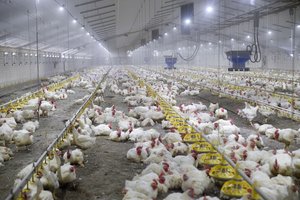 Lietuvos įmonėse paskersta daugiau paukščių, didėjo paukštienos gamyba