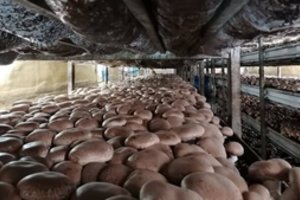 Plungiškių sutuoktinių pora atrado verslo nišą – egzotinius grybus